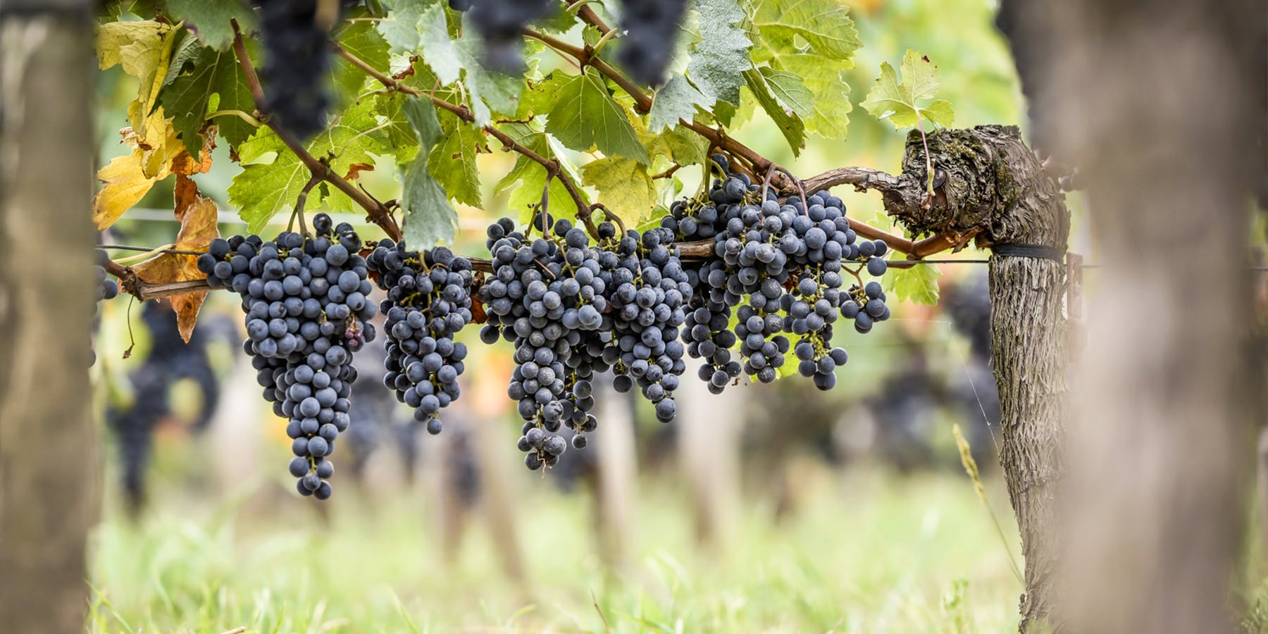 Château La Conseillante vineyards